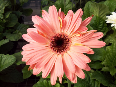 Pink Gerbera Daisy